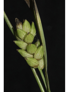 Carex flaccosperma (Thinfruit sedge)