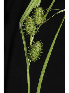 Carex frankii (Frank's sedge)
