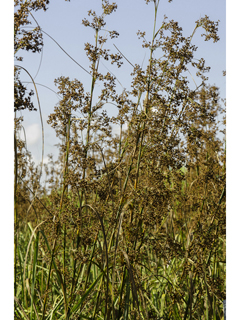 Cladium mariscus ssp. jamaicense (Jamaica swamp sawgrass)