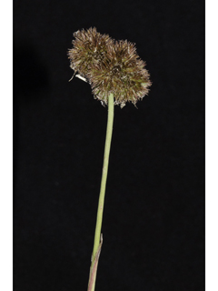 Juncus scirpoides (Needlepod rush )