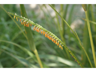 Tripsacum dactyloides (Eastern gamagrass)