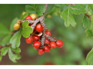 Fragrant Sumac 50 seeds - delicious edible fruits Rhus aromatica 