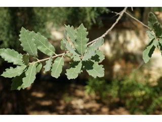 Quercus grisea (Gray oak)
