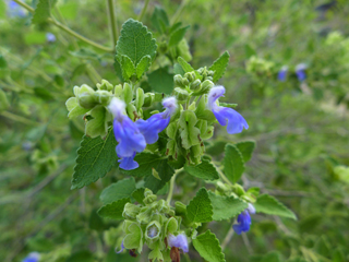 Salvia ballotiflora (Shrubby blue sage)