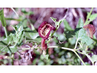 Aristolochia coryi (Cory's dutchman's-pipe)
