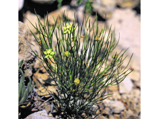 Asclepias sperryi (Sperry's milkweed)