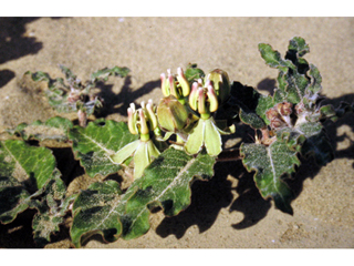 Asclepias prostrata (Prostrate milkweed)