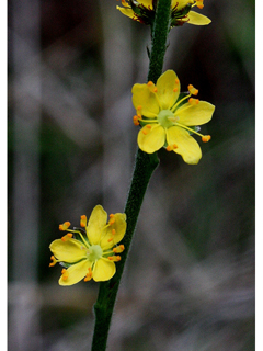 Agrimonia pubescens (Downy agrimony)