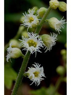 Mitella diphylla (Twoleaf miterwort)