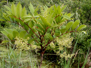 Toxicodendron vernix (Poison sumac)