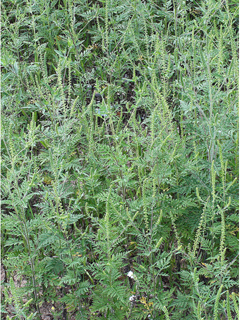 Ambrosia artemisiifolia (Annual ragweed)