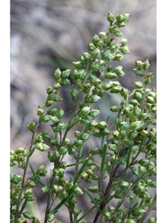 Artemisia campestris (Field sagewort)