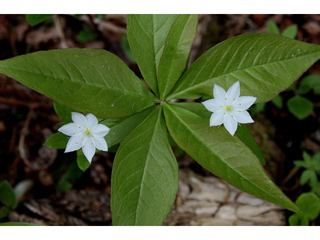 Trientalis borealis (Starflower)