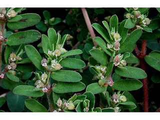 Chamaesyce maculata (Spotted spurge)