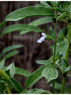 Salvia reflexa (Mintweed)