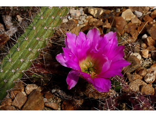 Echinocereus pentalophus  (Ladyfinger cactus)
