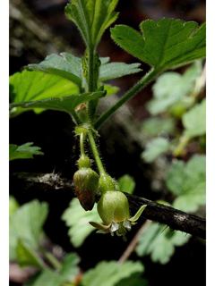 Ribes cynosbati (Eastern prickly gooseberry)