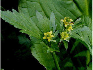 Ranunculus recurvatus (Blisterwort)