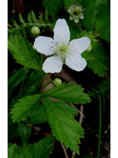 Rubus flagellaris (Northern dewberry)