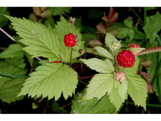 Rubus pubescens (Dwarf red blackberry)