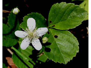Rubus hispidus (Bristly dewberry)