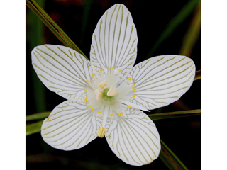Parnassia glauca (Fen grass of parnassus)