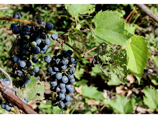 Vitis riparia (Riverbank grape)