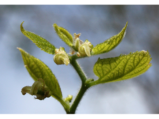 Celtis tenuifolia (Dwarf hackberry)