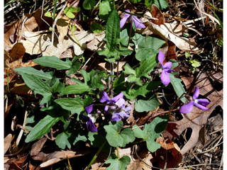 Viola triloba (Three-lobe violet)