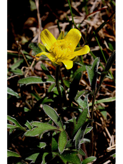 Ranunculus fascicularis (Early buttercup)