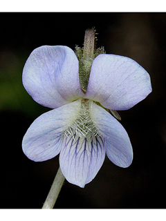 Viola napae (Napa hybrid violet)
