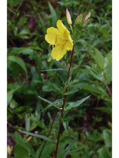 Oenothera fruticosa (Narrowleaf evening-primrose)