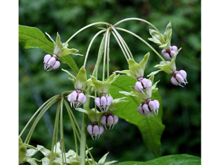 Asclepias exaltata (Poke milkweed)