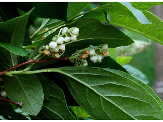 Lyonia ligustrina (Maleberry)