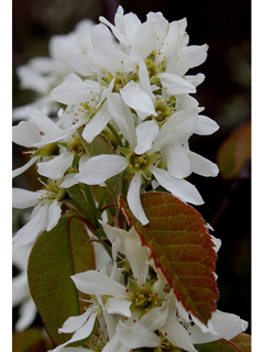 Amelanchier stolonifera (Running serviceberry)