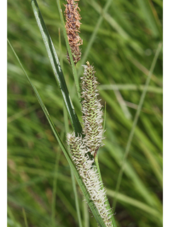 Carex stricta (Upright sedge)