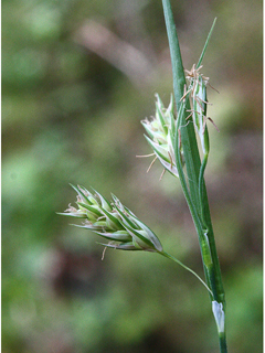Carex magellanica (Boreal bog sedge)