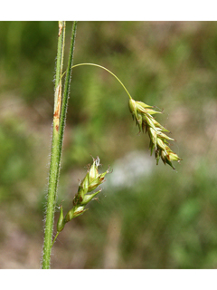 Carex castanea (Chestnut sedge)