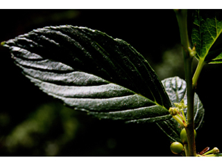Rhamnus alnifolia (Alderleaf buckthorn)