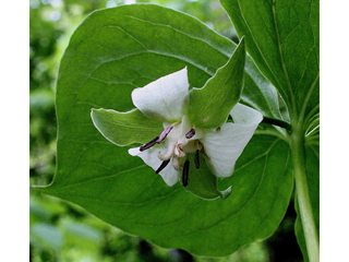 Trillium cernuum (Whip-poor-will flower)