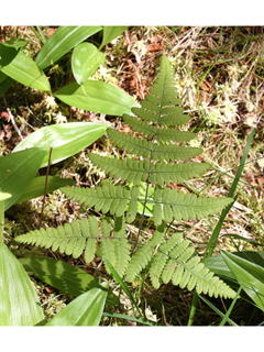 Gymnocarpium robertianum (Scented oakfern)