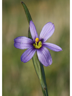 Sisyrinchium montanum (Strict blue-eyed grass)