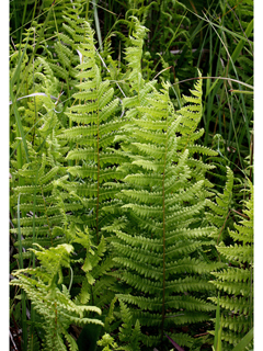 Thelypteris palustris (Eastern marsh fern)