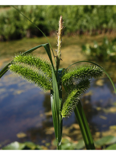 Carex comosa (Longhair sedge) | Native Plants of North America