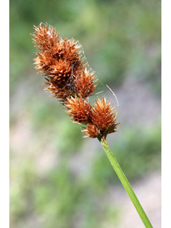 Carex tribuloides var. tribuloides (Blunt broom sedge)