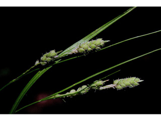 Carex swanii (Swan's sedge)
