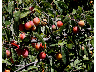 Prunus americana (American plum)