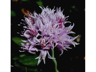 Allium geyeri (Geyer's onion)