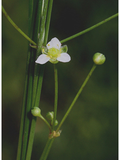 Alisma subcordatum (American water plantain)