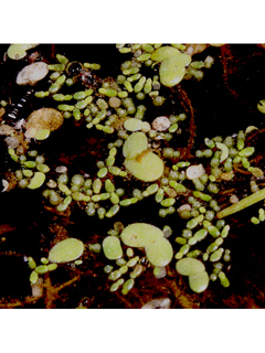 Wolffia columbiana (Columbian watermeal)